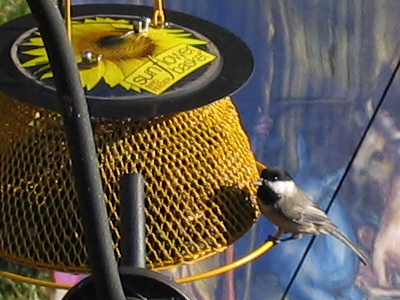 I know, I know, I know it`s a bad picture.  A new camera has been ordered, so I`ll soon be able to take better shots.