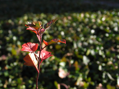 Stand apart from the crowd.