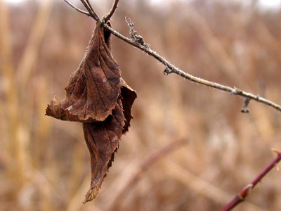 The more there are of something, the less likely I am to take a picture.