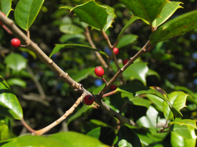 It slowly dawned on me the leaves on this tree are green.