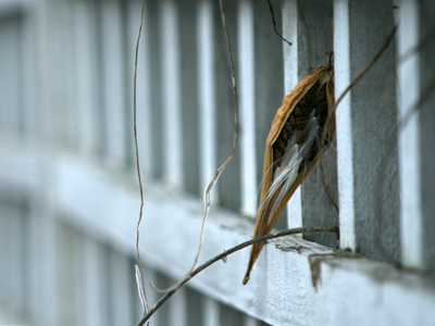 My new camera gives me greater control over depth of field -- or what`s in focus and what`s not.