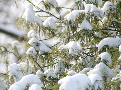 Clumps of snow fell out of the trees and landed on my not-quite-three-week-old camera.  I hate winter.