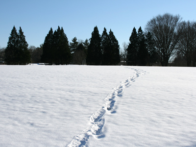 It was seven feet tall, covered in fur, and it went that way into the woods!