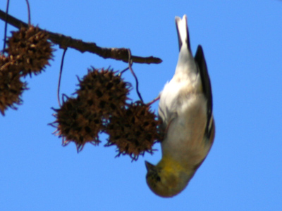 Scarcity of food forces birds to become creative.