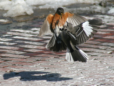 Scarcity of food forces birds to become aggressive.