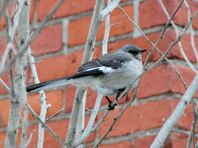 Sit in your brick house full of STUFF, or fly free.