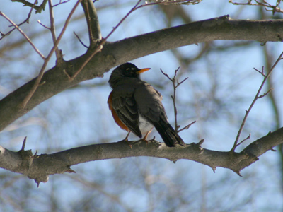 And birds in trees, too.