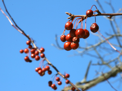 Must not be edible, or else they`d all be gone.