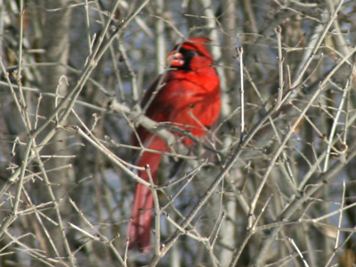 Still the state bird of Ohio.