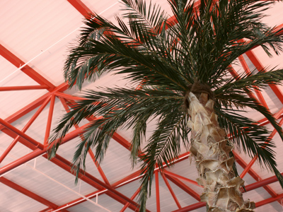 I`d like you to meet one of my best fronds.