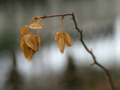 So . . . it was a gray day.