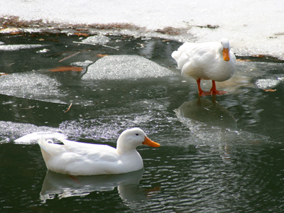`Come on in, the water`s . . . not completely frozen.`