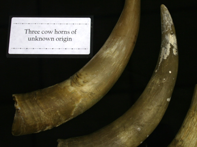 THREE COW HORNS OF UNKNOWN ORIGIN.  My guess:  they came from the heads of three cows.