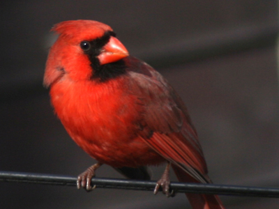 Cardinals are very easily spooked, but this one never saw me because I was shooting out of a window.