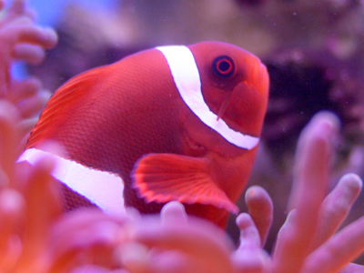 As far as pets go, fish have many advantages.  For instance, they don`t bark or tear up the curtains.