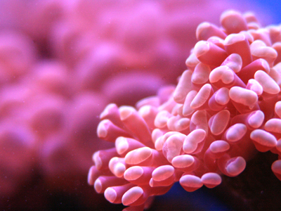 I`ve no idea what it is, but it`s even more docile than a fish.