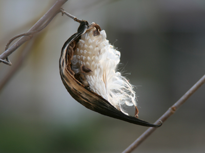 Hopefully by spring my other camera will be repaired so I can take better plant closeups.