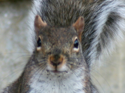 Adam Alonzo, wildlife photographer.