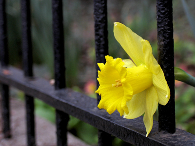 `I`m innocent!  Get me my lawyer!`