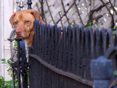 Who needs Invisible Fence?  This one works just fine.