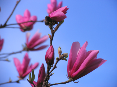 Fair are the meadows, fairer still the woodlands, Robed in the blooming garb of spring. JOSEPH AUGUST SEISS