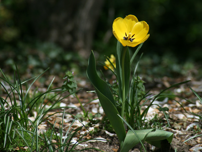 Flower in need of a bee.