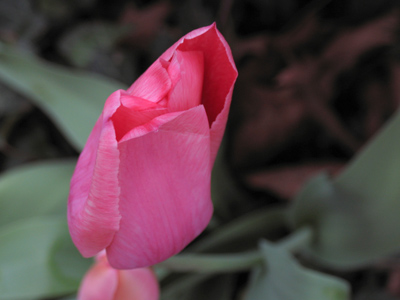 After temperatures around 80 yesterday, it was in the low 30s today.  The tulip was shivering.