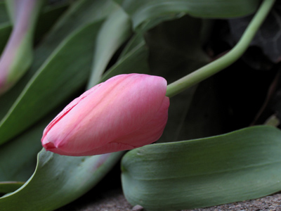 Down and possibly out.