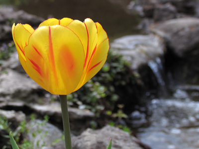 Stream of consciousness.