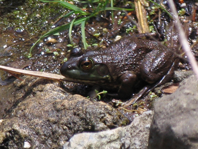 Toad at owner`s expense.