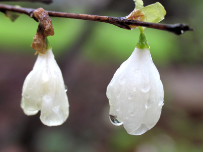While shooting this, my camera and I acquired little water droplets too.