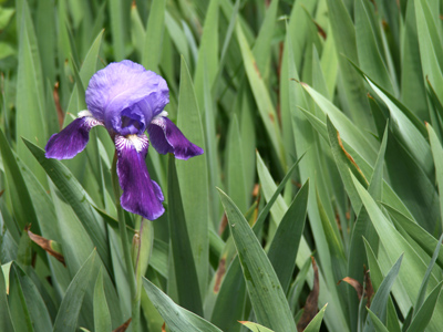 I got in the car to drive to work this morning and had to pull over after 20 feet when I noticed this solitary iris.