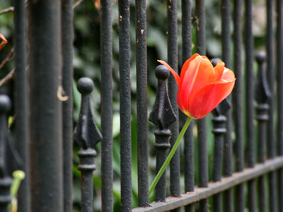 And across the street from the ostentatious clematis, there was this unruly tulip.