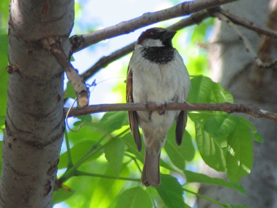 My little black-capped chickadee.