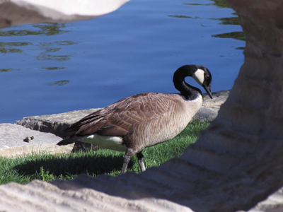 Take a gander at this big bird.