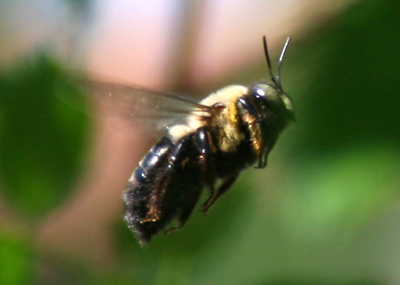 I thought I`d give you a buzz.