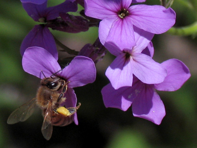A female, of course.  They do all the work.