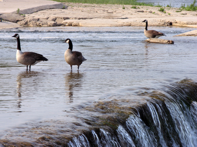 You`ve heard of `To a Waterfowl`?  This is `Three a Waterfowl`.