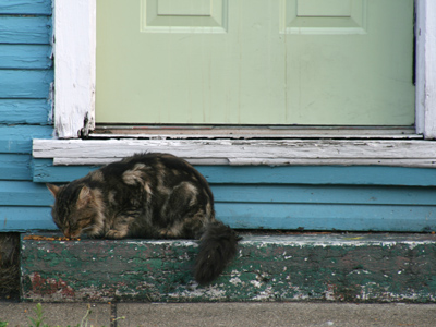 If you feed a stray, the stray will stay.