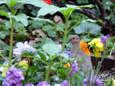 Nature`s camouflage.