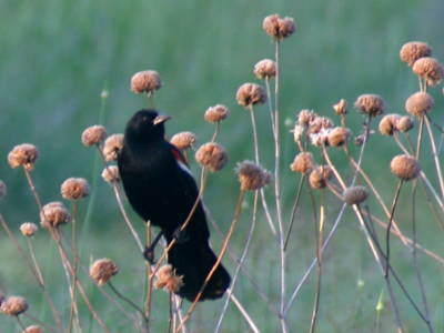 This red-winged blackbird and its mate had something to hide . . . 