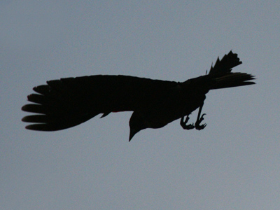  . . . they kept diving on me whenever I got too close.