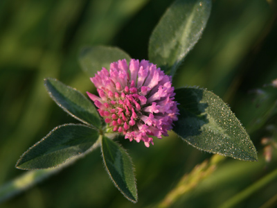 Being unfamiliar with the world before 7:00am, it`s good I was smart enough to wear boots.  Morning is soaking wet.