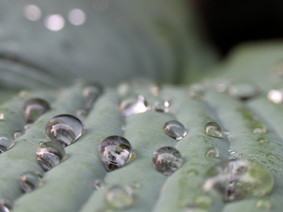 I have the day off, so why am I up at 7:11am?  Because that`s dewdrop time.