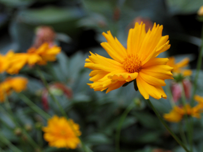 I don`t actually speak to my neighbors, but am acquainted with their flowers.  [Sounds a bit like Emily Dickinson.]