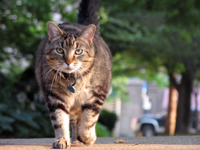 The world`s friendliest cat patrols the corner of Van Buren and Clay.  Perhaps in a previous life, he sold cars.