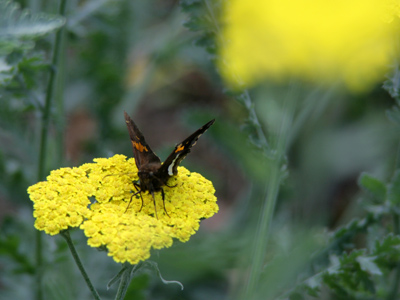 `Its wings aren`t warm enough to fly yet,` I thought, boldly getting closer.  Well, it flew away.