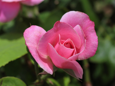 If only you could have SMELLED it too.