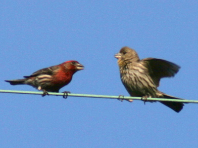 The male house finch turns red because of pigments in what it eats.  A female will choose the reddest male as a mate, since he is obviously good at gathering food.
