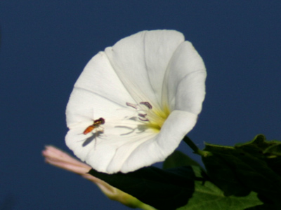 White flour tortillas come from white flowers.